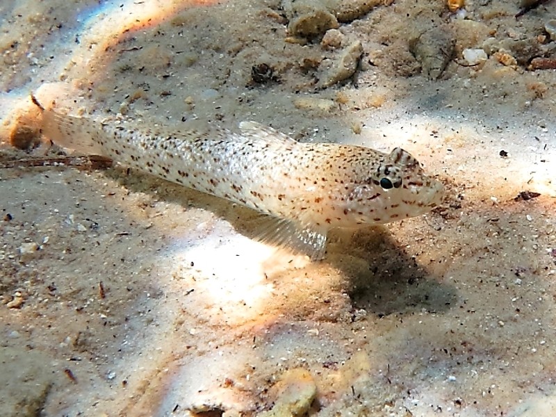 Gobius incognitus (M. Kovacic and R. anda, 2016) vs. Gobius bucchichi (Steindachner,1870)